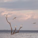 02-Spoonbills at Dusk