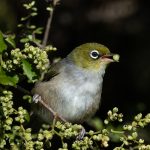 02 Zosterops lateralis