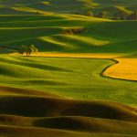 02. Winter Wheat