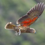 02.Kea in Flight