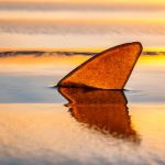 02_Sand Shark