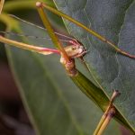 02_Stick insect (Acanthoxyla sp)