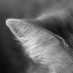 02_The Cats Ear