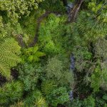 02_canopy