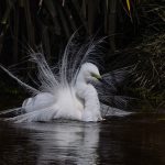 03 Ardea alba modesta