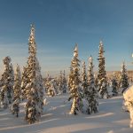 03 - snow trees