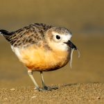 03. Dotterel Brunch