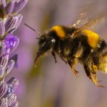 03_Bumble Bee (Bombus ruderatus)_6416