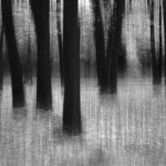 03_Hundred acre wood