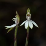 04 Caladenia chlorostyla