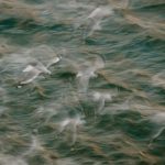04-Wind Beneath Their Wings