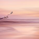 04. Dawn Flight