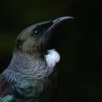 04.Tui