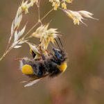 04_Busy Bee