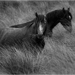 Kaimanawa Horses