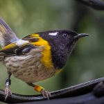 04_Male Stitchbird-Hihi (Notiomystis cincta)