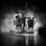 05. Khmer Ox Racing