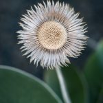 05.Marlborough Rock Daisy