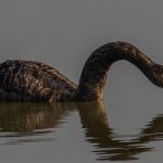 05_Black Swan (Cygnus atratus)