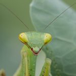 05_praying mantis