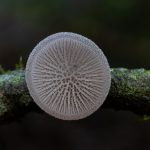 06 Resupinatus violaceogriseus