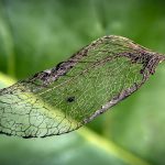 06 - Skeliton Leaf