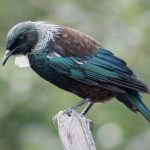 06 Tuis Aren't Black