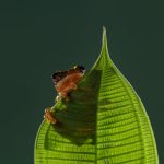 06 - peeking frog
