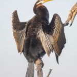 06.Australasian Darter