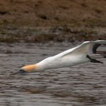 06_Australasian Gannet-Tākapu