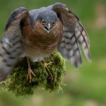 06_sparrowhawk carrying moss