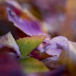 07 - Autumn Colours