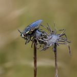 07 Helophilus seelandicus