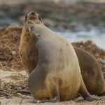 07 New Zealand sea lions