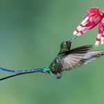 07 - long tailed sylph
