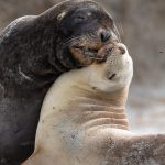 07.Otago Sea Lions-1