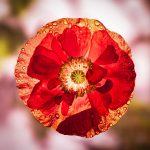 07_Stained Glass Poppy