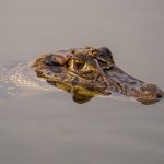 08 Black caiman portrait