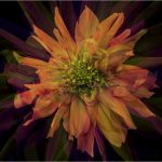 08 Magic Flower