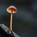 08 - Mycena kuurkacea, Nina Valley