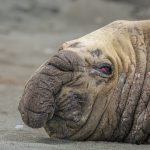 08_Bull Elephant Seal (Mirounga leonina)
