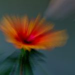 08_FloralCreation