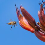 08_bee in flight