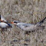 Tern feeding juvenile a skink