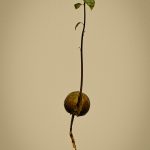 09 - Avocada Springs to Life