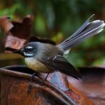 09 - Fantail