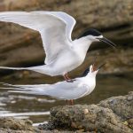 09 White-fronted terns