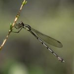 09 Xanthocnemis zealandica