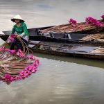 09. Harvesting of the Water Lillies