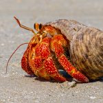 09_Strawberry Hermit Crab (Coenobita perlatus)